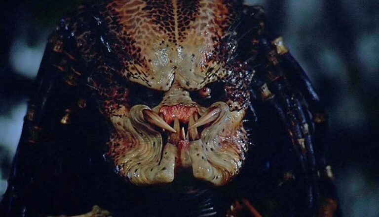 Scientists Name New Spider In Honour Of Arnold Schwarzeneggers Predator